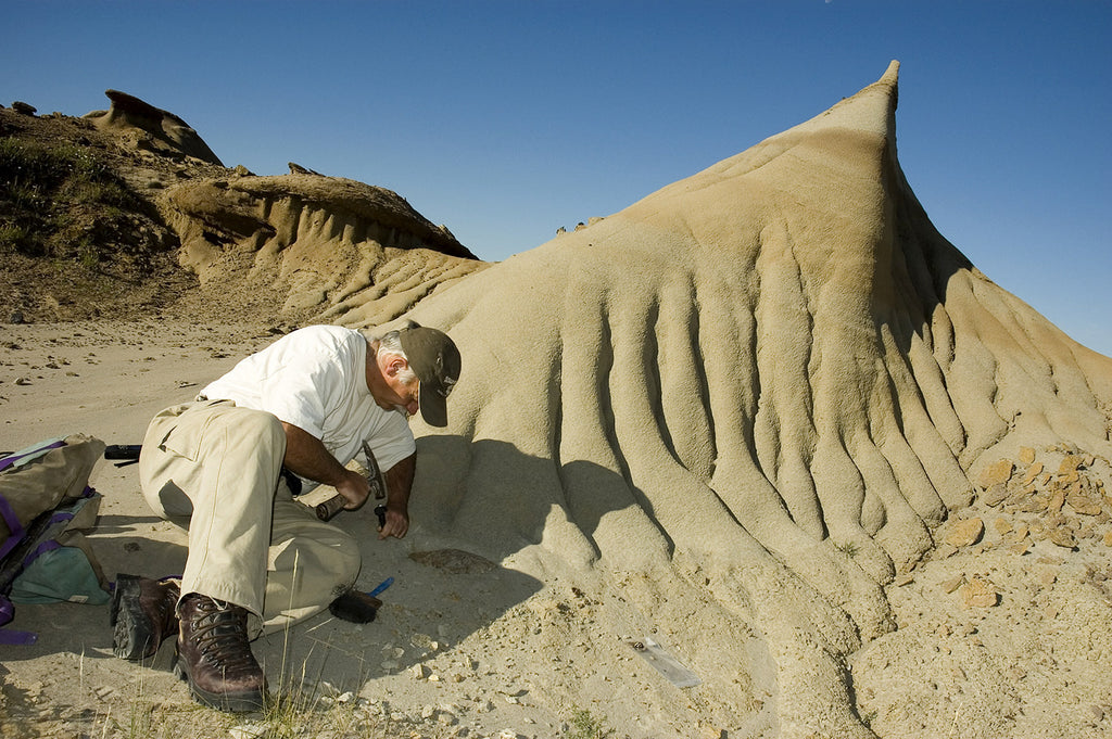Palaeontologist Don Brinkman in the field. Image courtesy of the Royal Tyrrell Museum, Drumheller, Alberta.