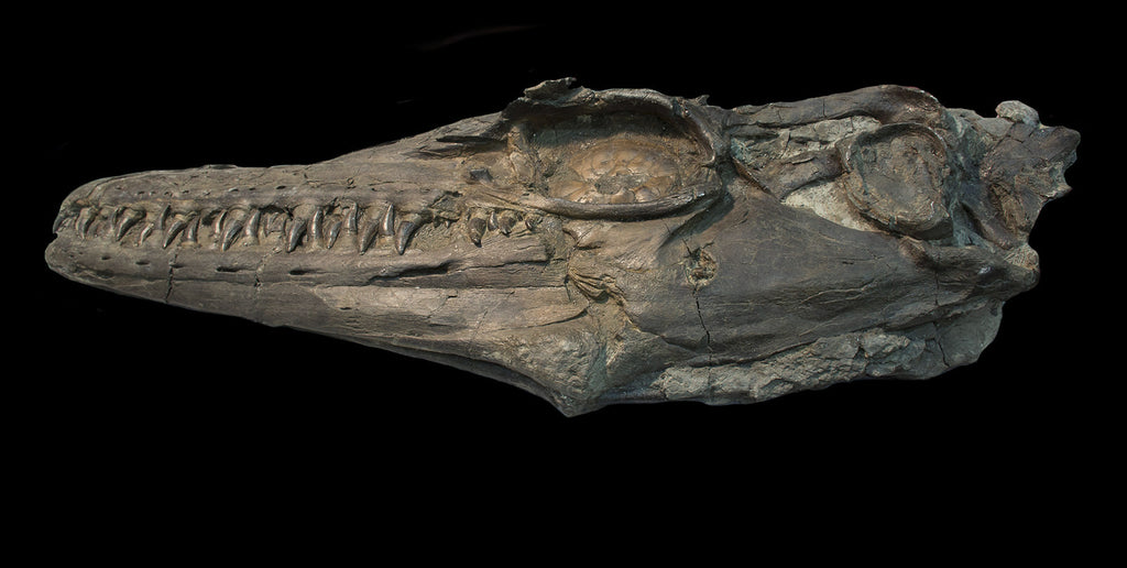 Mosasaurus missouriensis (marine reptile fossil) found in the Korite Ammolite mine. Image courtesy of the Royal Tyrrell Museum. Drumheller, Alberta.
