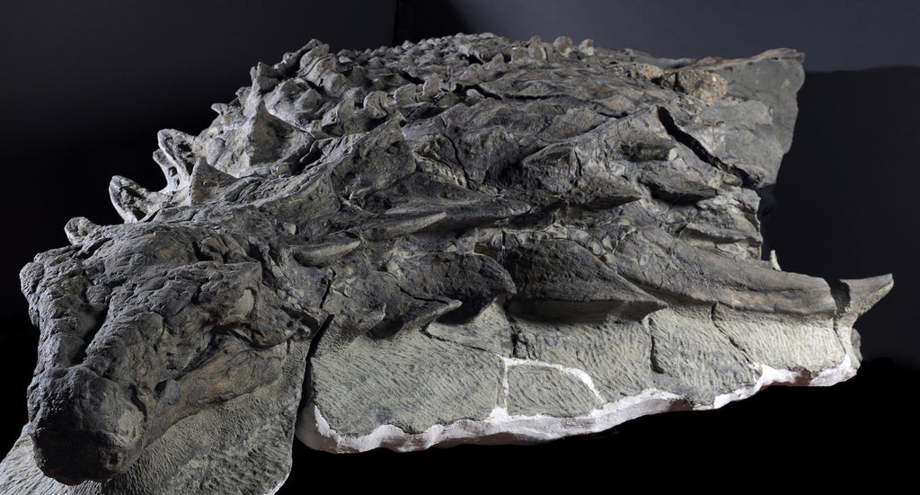 An armoured dinosaur called a Nodosaur. Image courtesy of the Royal Tyrrell Museum in Drumheller, Alberta.