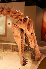 Spinosaurus skull