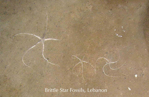 Fossil Brittle Stars - Lebanon