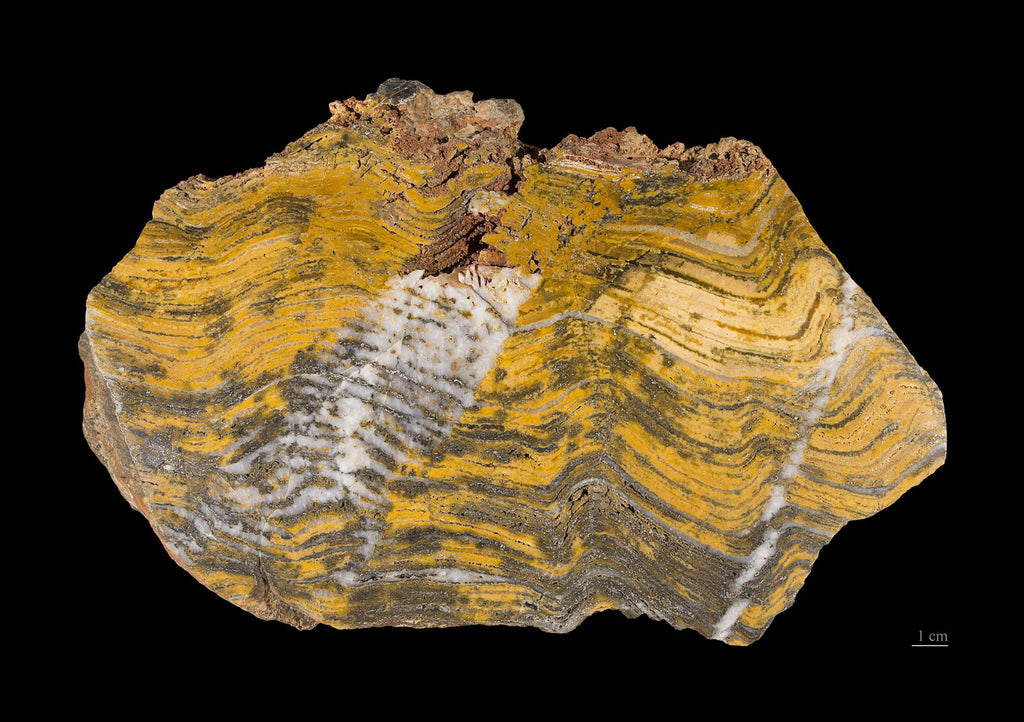 Stromatolite fossil. Western Australia - Credit: Didier Descouens 