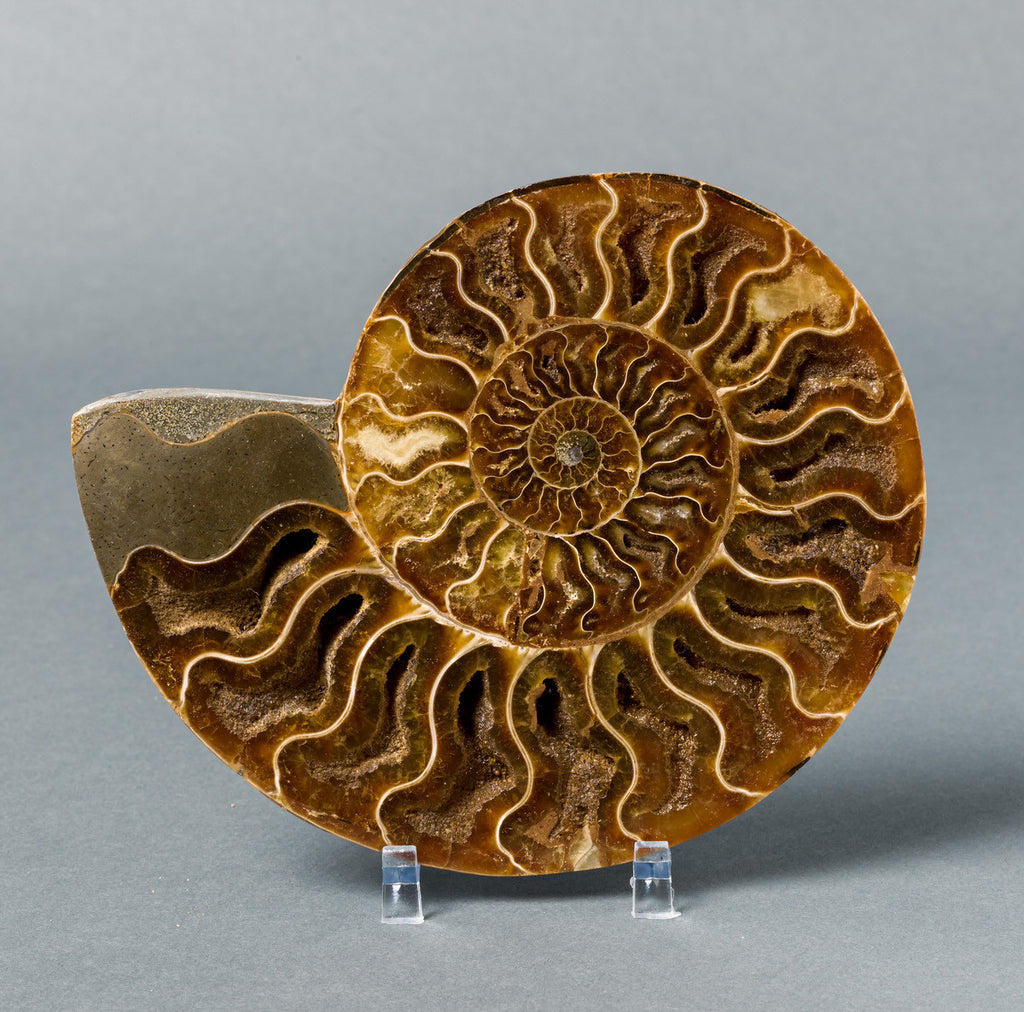 1 polished whole fossil nautilus ammonite  and 100 A grade fossil shark teeth