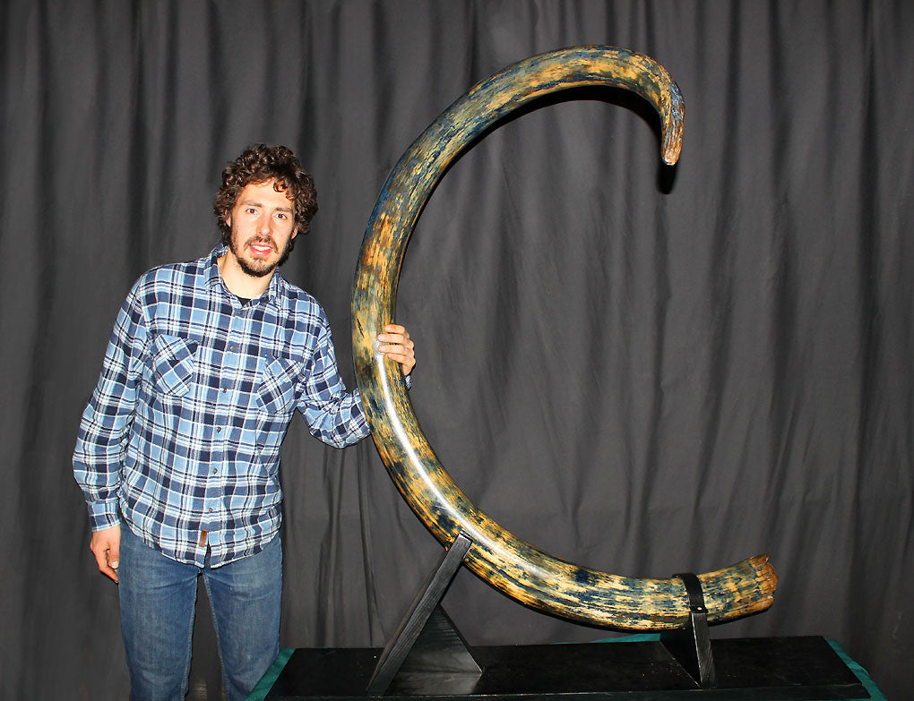 Huge Mammoth Tusk For Sale – Fossil Realm