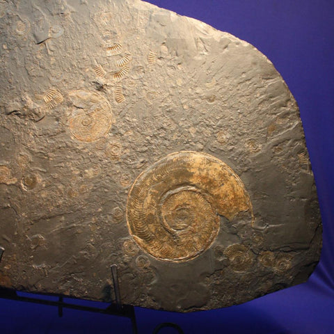 Pyritized Ammonite - fossilrealm.com specimen photo