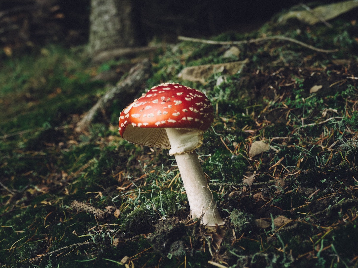 A red-capped mushroom growing in a mossy green forest. 