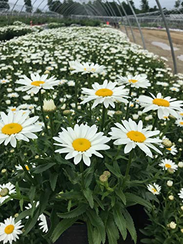 snowcap daisy