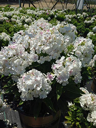 Phlox Volcano® White Volcano® White Garden Phlox Green Promise Farms