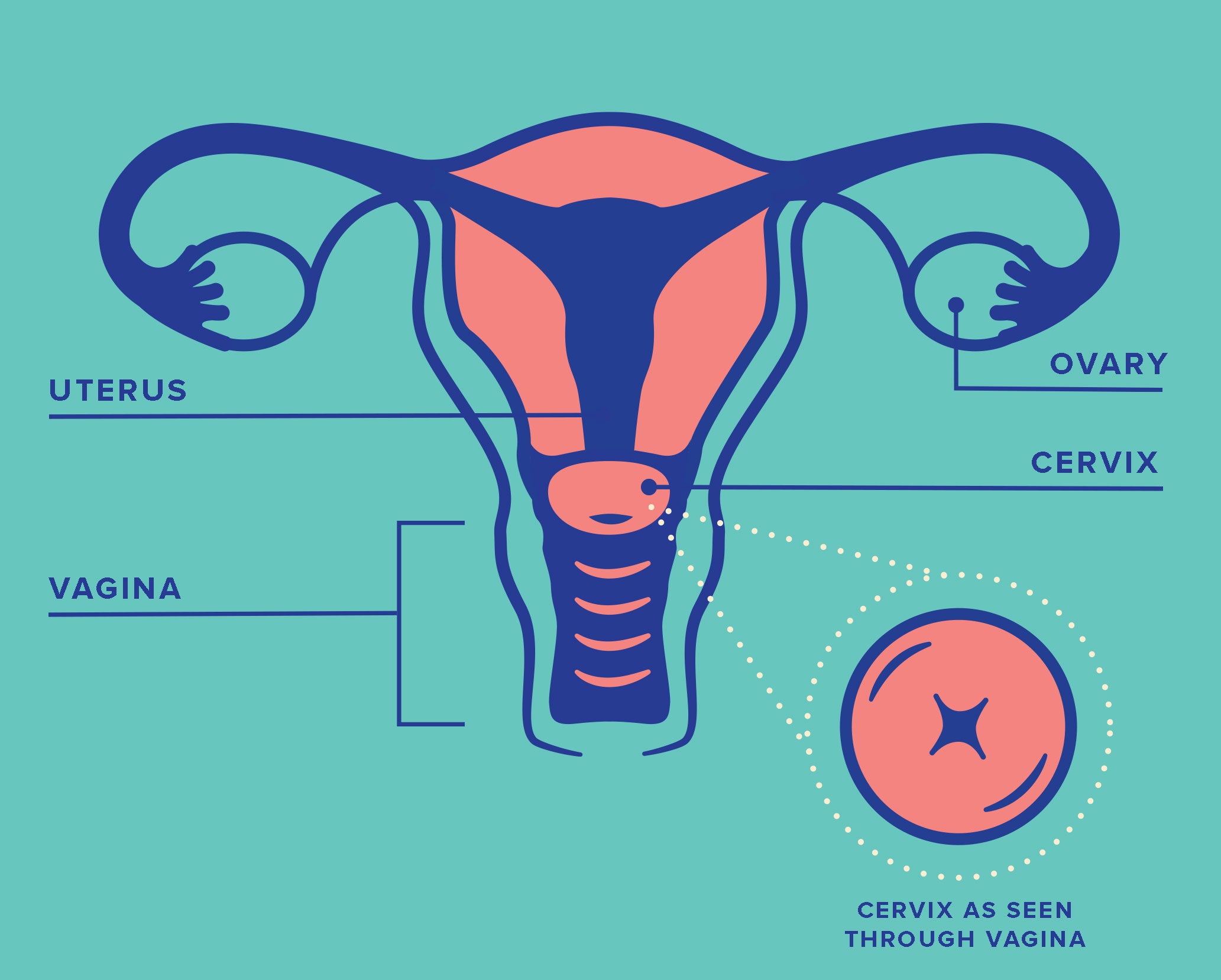 Diagram of Female Reproductive Anatomy