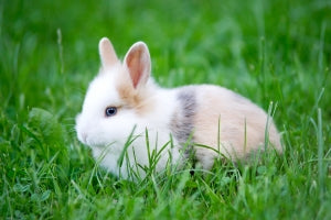 Rabbit, source stock exchange free photos
