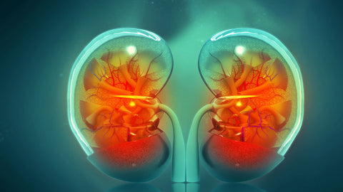 3d printed kidney organ