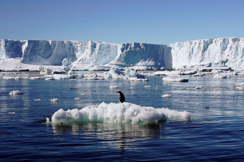 ice caps melting