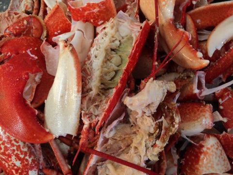 lobster shells plastic