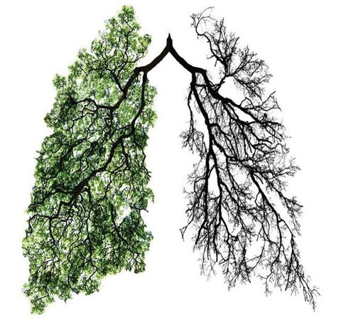 lungs of the earth