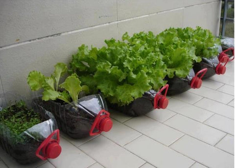 indoor veggies farming