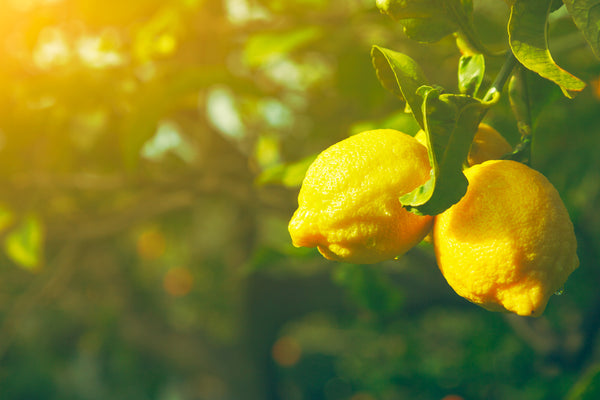fresh lemons on a tree