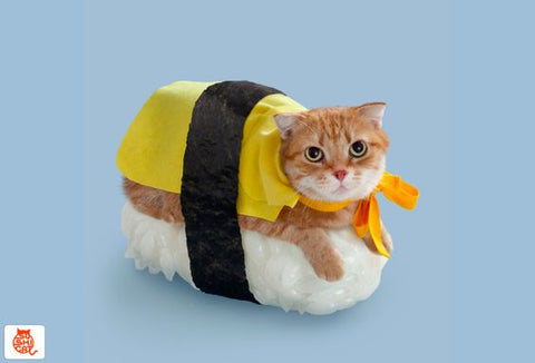 sushi cat food fun