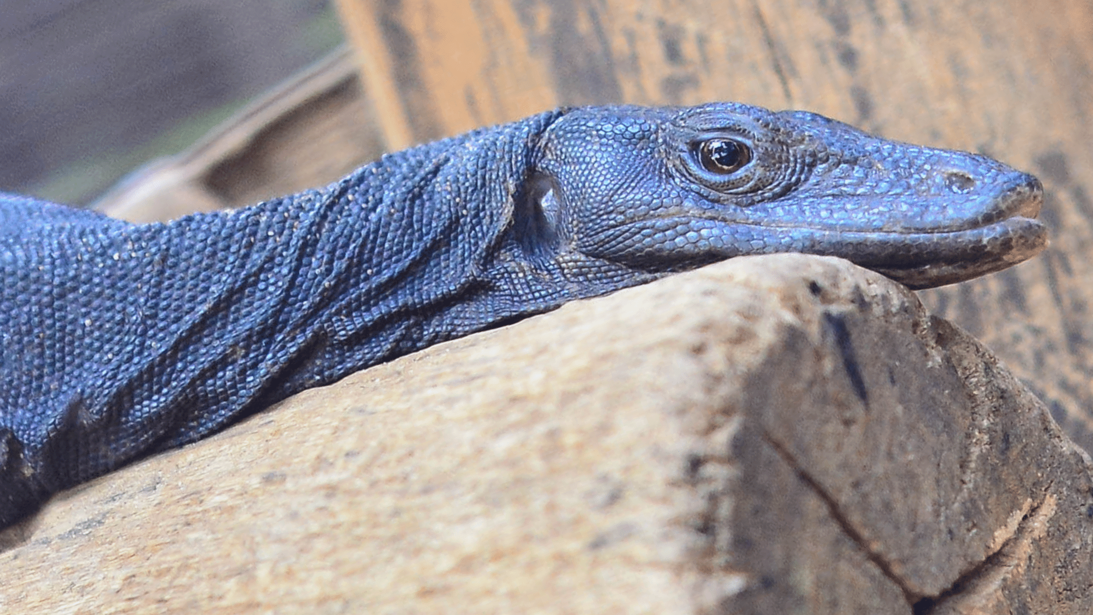 What is a Black Dragon? – IMPERIAL REPTILES & EXOTICS