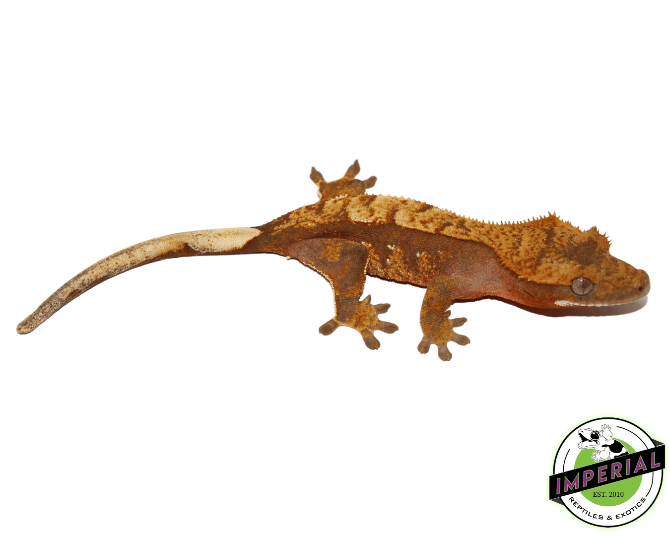 Red Harlequin Crested Gecko Juvenile For Sale - – IMPERIAL REPTILES