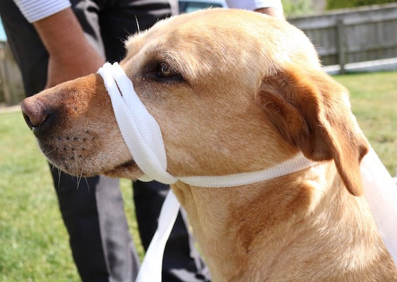 dog tape muzzle step 3