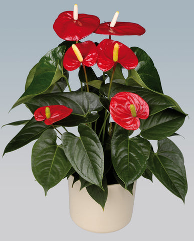 Indoor Plants for your home - Anthuriums