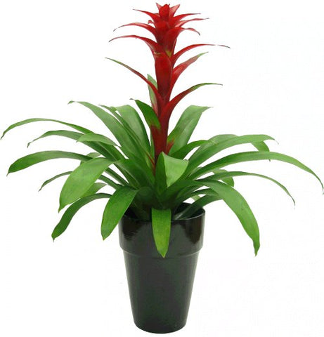 Indoor Plants that are good for your home - Bromeliad