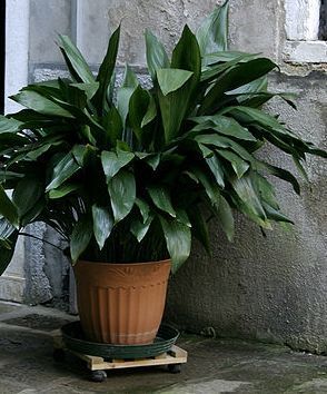 Indoor Plants good for your home - Cast Iron Plant