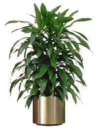 Indoor Plants that are good for your home - Dracaena