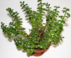 Indoor Plants for your Home - Jade Plant