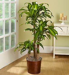 Inddor plants for your home - Massangeana Cane