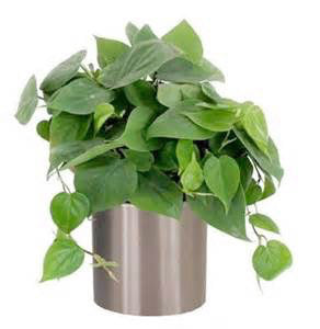 Indoor Plants for your home - Philodendrons