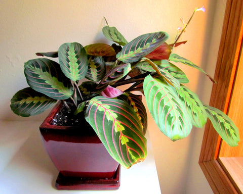 Indoor plants good for your home - Prayer Plant