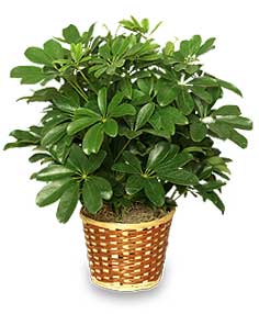 Indoor plants good for your home - Schefflera
