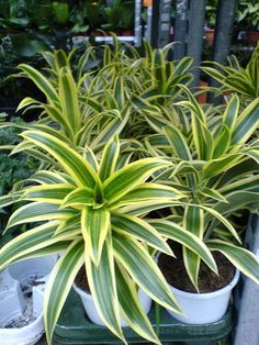 Indoor Plants good for your home - Song of India (a.k.a. Dracaena reflexa)