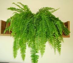 Indoor Plants good for your home - Boston Fern