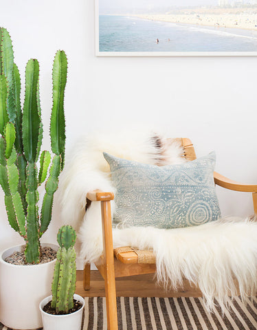 Indoor Plants that are good for your home - Carribbean Tree Cactus