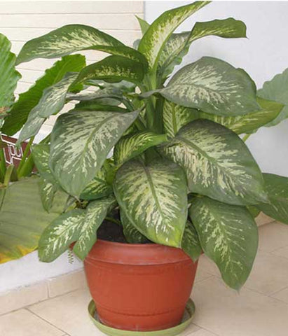 Indoor Plants for your home  - Dieffenbachia