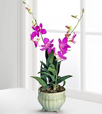 Indoor Plants for your home - Orchid