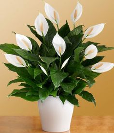Indoor Plants good for your home - Peace lily
