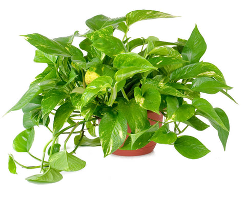 Indoor Plants good for your home - Pothos