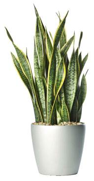 Indoor Plants for your home - Mother In Laws Tongue