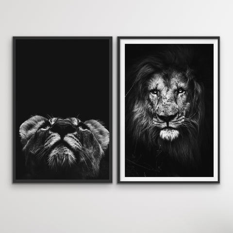 Lion and Lionness wall art prints