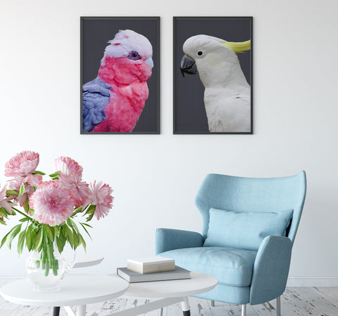 Pink cockatoo and sulphur crested cockatoo art print