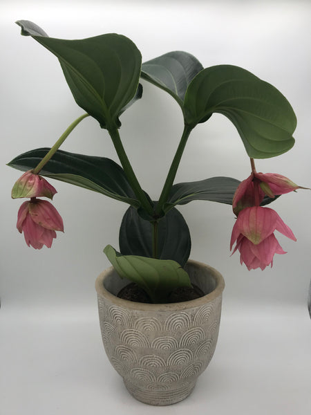 Medinilla Magnifica (Rose Grape)