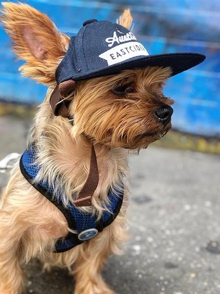 Man's best friend cap Welding hat dogs