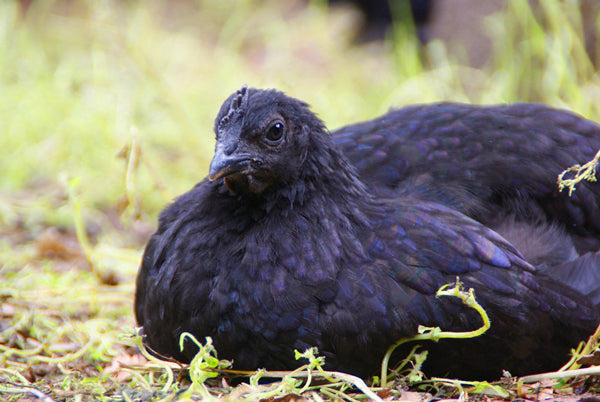 the Ayam Cemani the rarest of chickens.