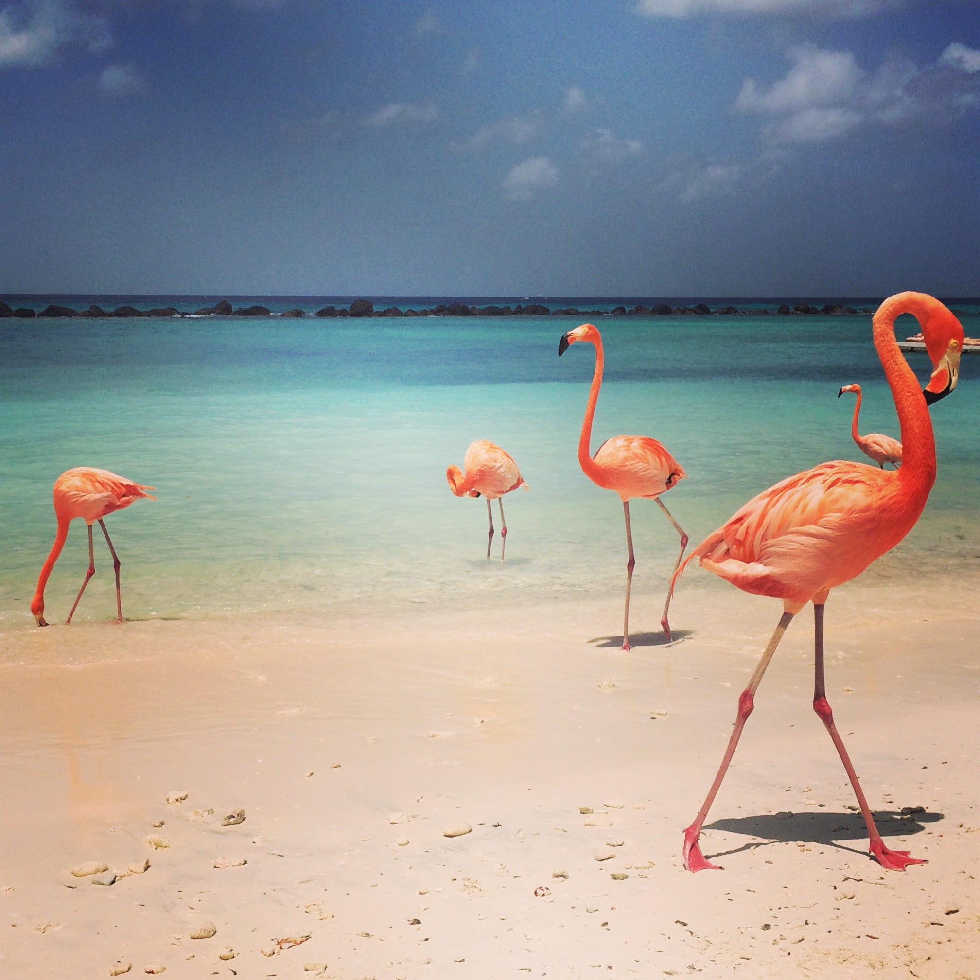 Flamingo Beach Aruba by KARMA for a cure