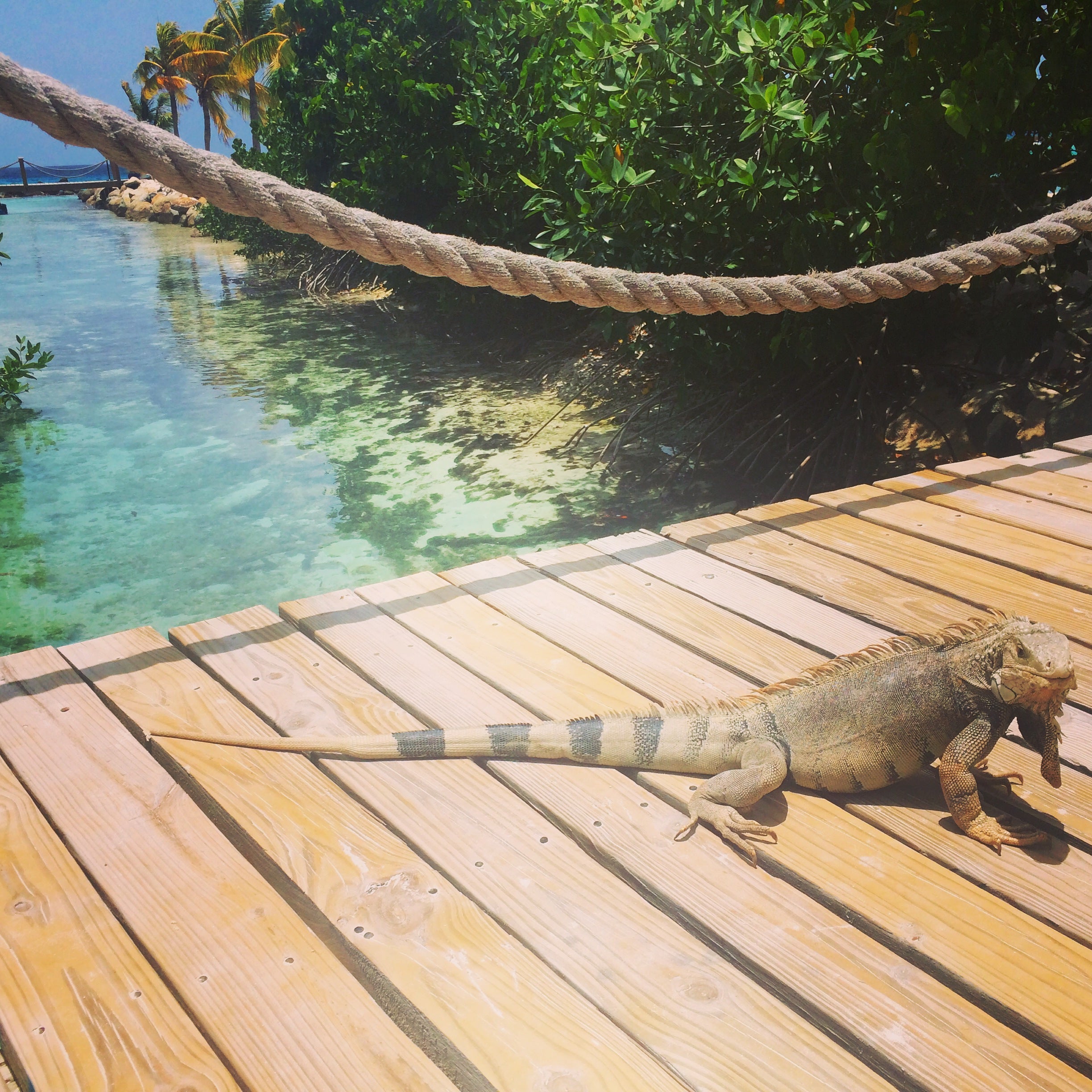 Iguana Beach Aruba Private Island by KARMA for a cure