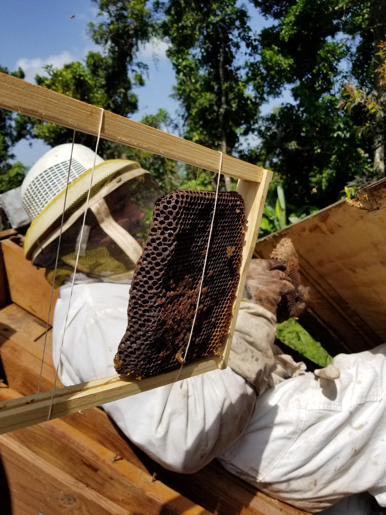 inspecting frames in a beehive in el yunque