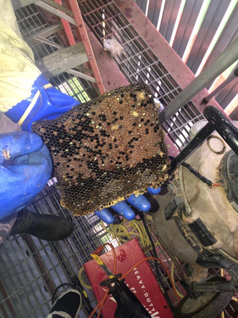 photo of bee removal honeycomb